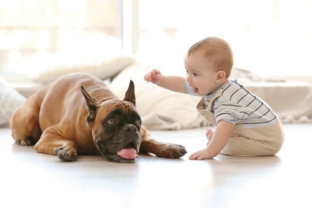La relación entre mascotas y bebés: Mitos y verdades